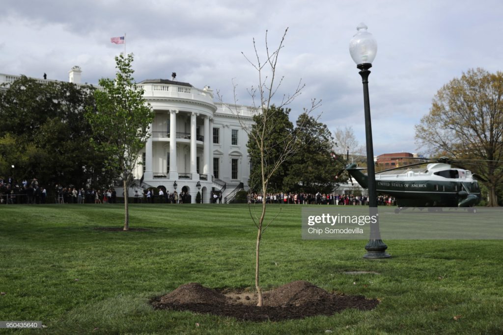 The French oak sapling from Belleau Wood, courtesy of the citizenry of the French Republic, Washington, D.C., Monday, 23 April 2018. (Photographer Chip Somodevilla / Getty Images News via Getty Images.)