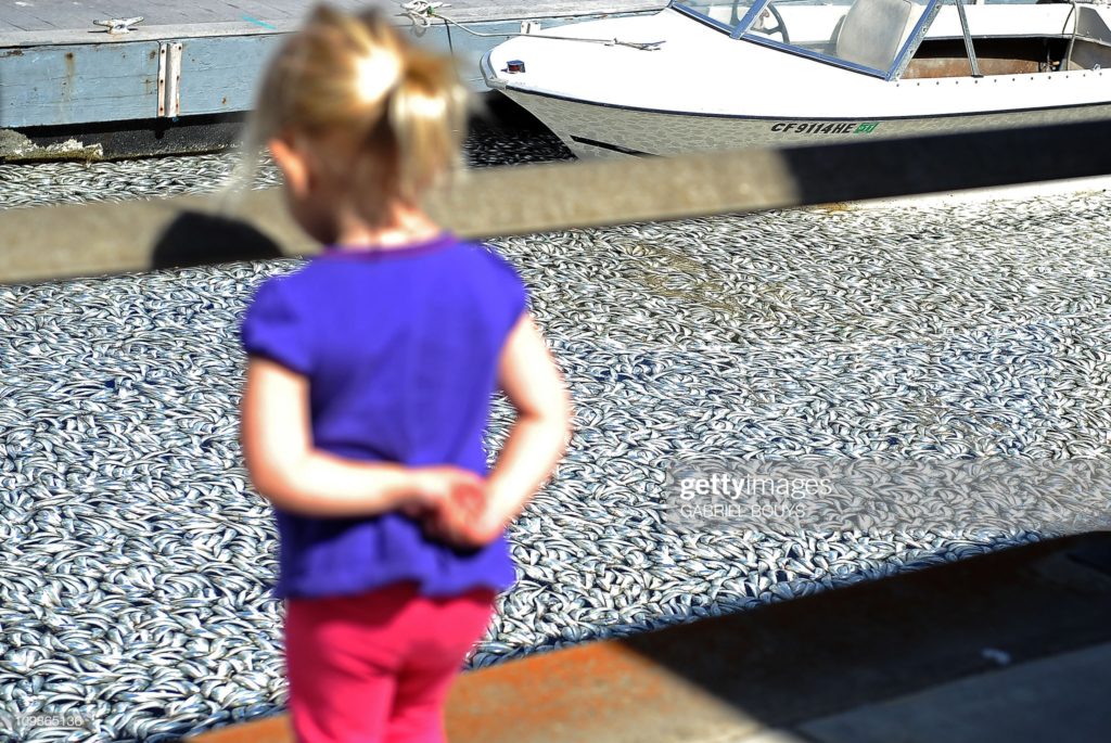 Dear anchovies, Redondo Beach, California, Tuesday, 8 March 2011. (Photographer Gabriel Bouys / AFP via Getty Images.)