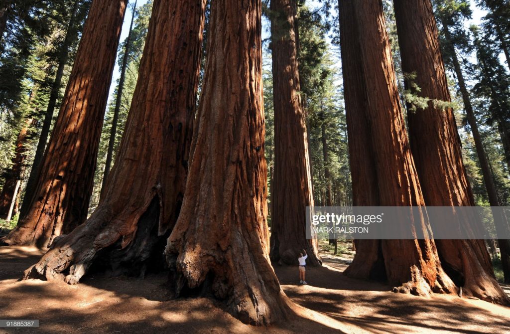 Sequoia National Park, California, Sunday, 11 October 2009. (Photographer Mark Ralston / AFP via Getty Images.)