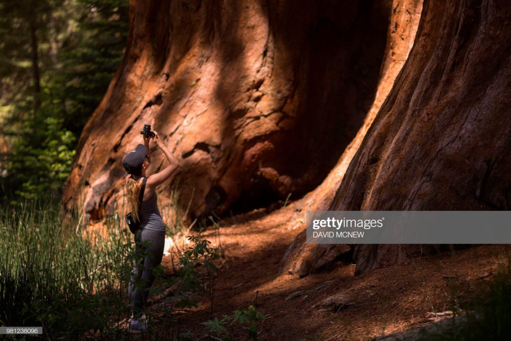 Woman photographs ancient sequoia, Mariposa Grove, Yosemite National Park, California, Thursday, 21 June 2018. (Photographer David McNew / AFP via Getty Images.)