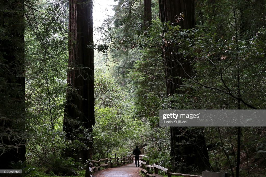 Muir National Woods Monument, Mill Valley, California, Tuesday, 20 August 2013. (Photographer Justin Sullivan / Getty Images News via Getty Images.)